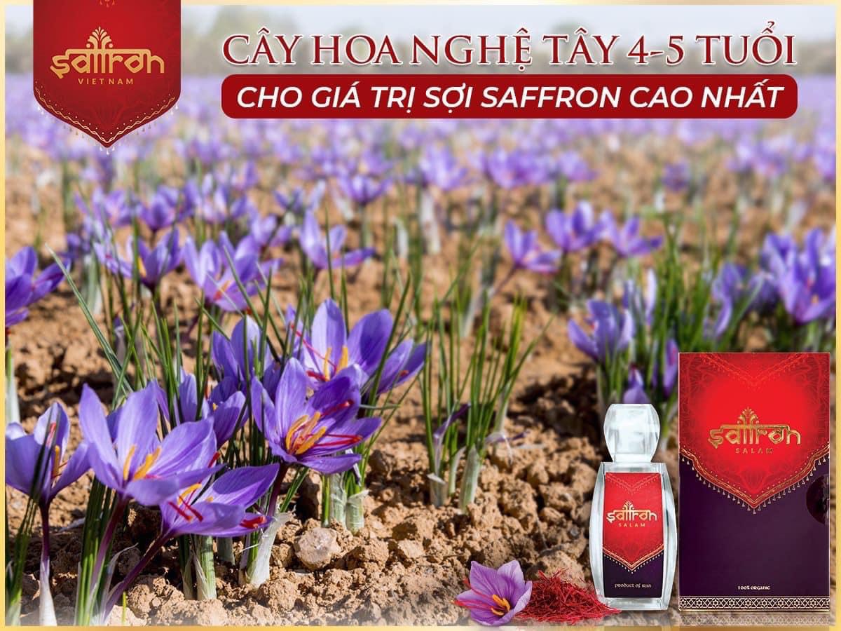 2GR Saffron SALAM