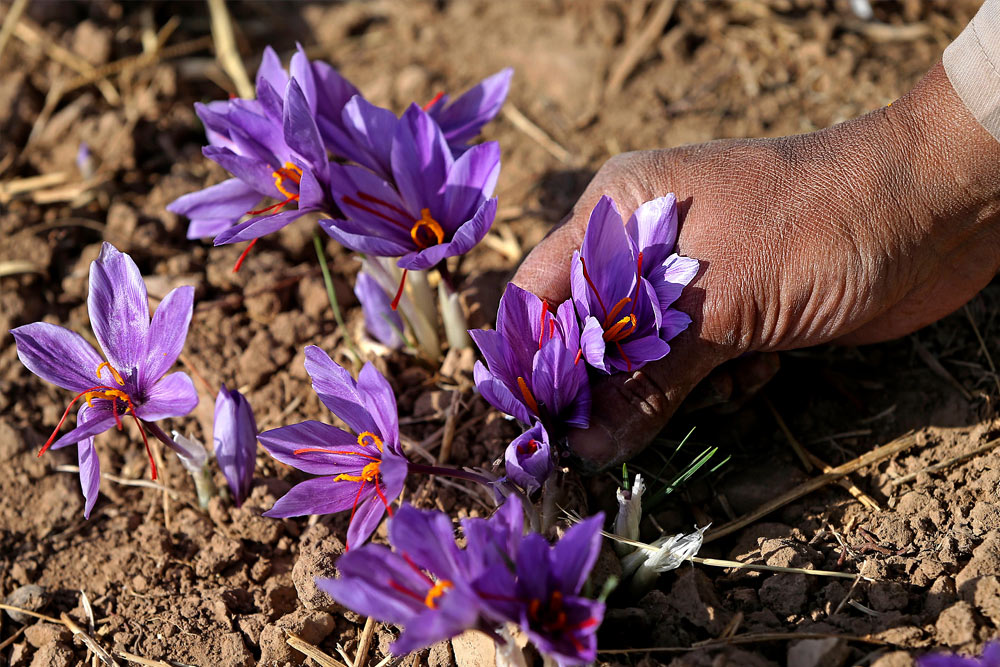 Combo 2 gram Saffron Shyam